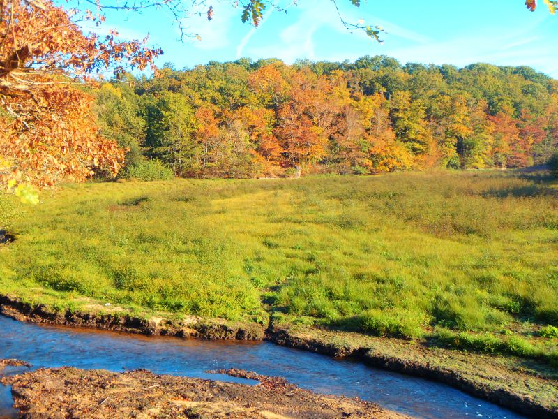 corylus automne 2024